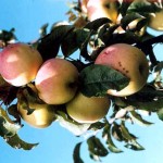 Хвалынские яблоки